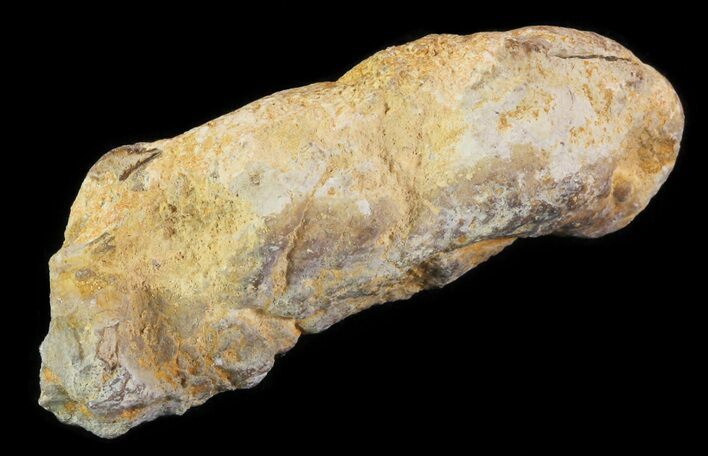Cretaceous Fish Coprolite (Fossil Poop) - Kansas #64176